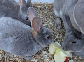 Mini rex