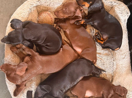 Ready now! KC miniature smooth Dachshunds