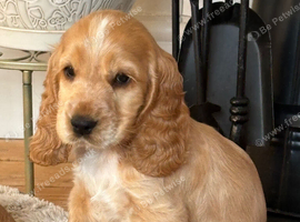Last girl Show, cocker spaniels