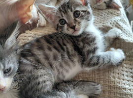 3/4 MAINE COON X SPHYNX KITTENS