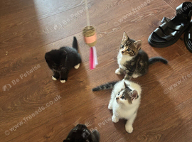 3 boy kittens
