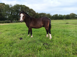 Welsh Section A Colt Bay Pony