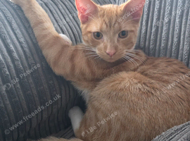 Ginger boy