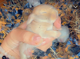 Our mini lop had just has 6 babies