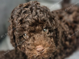 Gorgeous KC REG chocolate toy poodle pups