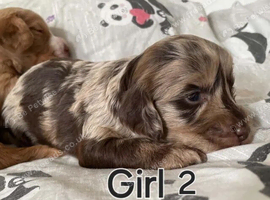 Cockapoo Puppies