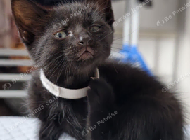 Kittens