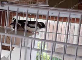 Pied bengalese