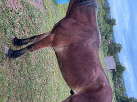 24/7 field grazing wanted