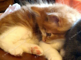 Beautiful Kittens