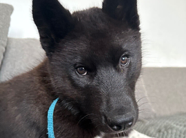 Siberian Husky