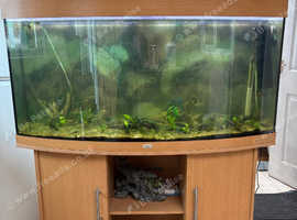 Juwel 260L Fish Tank & Cold Water Fish