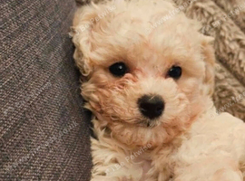 Baby Cavachon boy