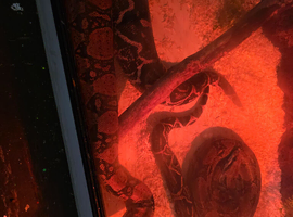 Adult female anery boa 100% het snow