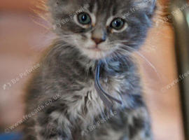 Gorgeous pure breed Mainecoon kittens ready 24th July