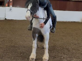 12.2hh coloured cob type mare