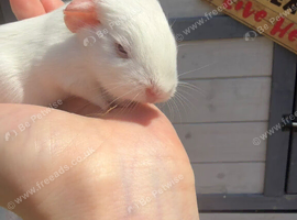 Male baby guinea pig
