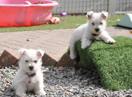 Lovely West Highland Terrier Puppy Girls