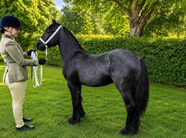 Hugo &ndash; Quality Yearling Gelding