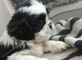 Shih tzu