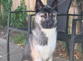 Husky cross