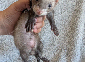 Ferret Kits