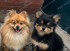 Pomeranian pup urgent