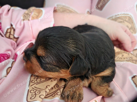 Yorkie / Biewer
