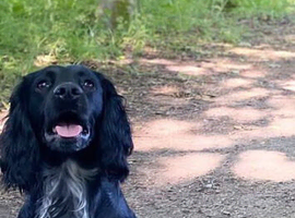 Family cocker spaniel looking for a new home