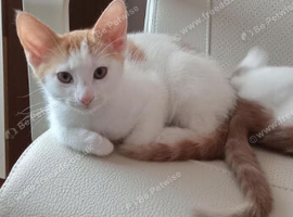 Mixed breed kitten