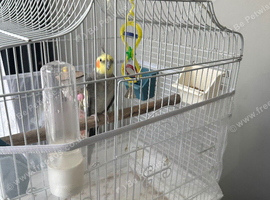 Cockatiels