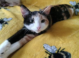 Calico female