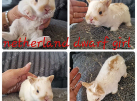 Netherland dwarf babies available for reserve