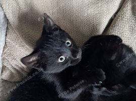 2 black kittens for sale