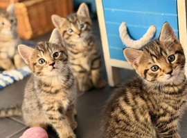 Beautiful kittens