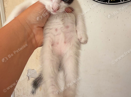 Cute kittens for sale