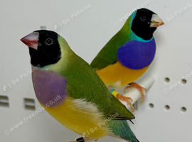 Beautiful pair of Gouldian finches
