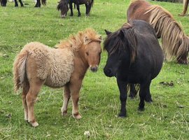 Miniature Shetland foal