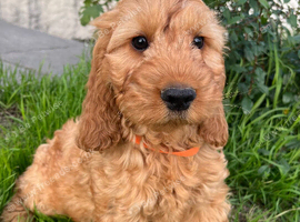 Cockapoo puppy