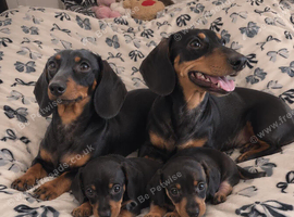 Dachshund pups