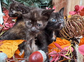 FLUFFY TORTIE FEMALE KITTENS TO RESERVE