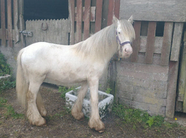 Blagdon colt