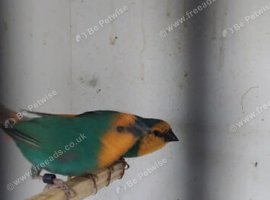 Foreign finches available