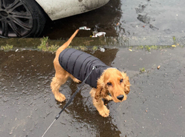 Cocker spaniel, 8 months old.