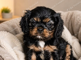 Beautiful cavalier king charles puppies