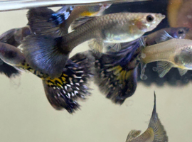 blue dragon guppies (approx 20)
