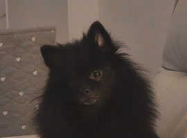 Beautiful male pomeranian