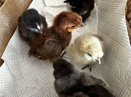 Silkie-Orpington-Easter Egger-Americana-Olive Egger-chicks etc