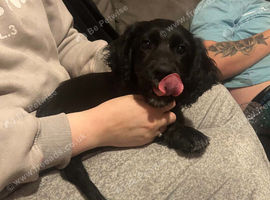 11 week old cocker spaniel bitch