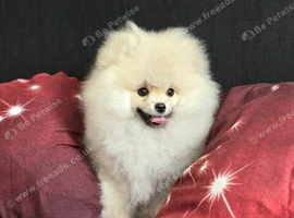 Beautiful Female Pomeranian puppy